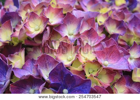 Hydrangea Flowers,close-up Of Beautiful Purple With Yellow Flowers Blooming In The Garden In Summer,
