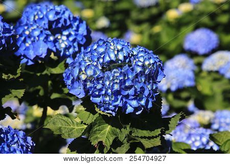 Hydrangea Flowers Close-up,beautiful View Of Blue With Yellow Flowers Blooming In The Garden In Summ