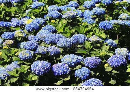 Hydrangea Flowers Field,beautiful View Of Blue With Yellow Flowers Blooming In The Garden In Summer,
