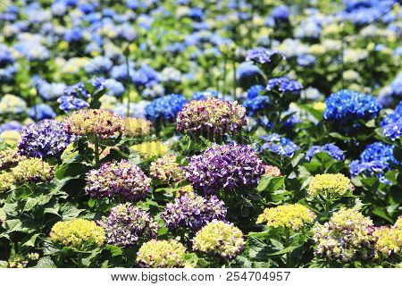 Hydrangea Flowers Field,beautiful View Of Yellow,blue And Purple Flowers Blooming In The Garden In S