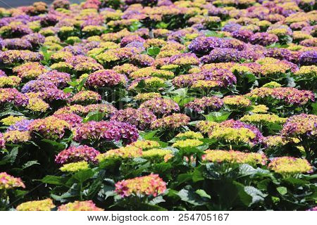 Hydrangea Flowers Field,beautiful View Of Yellow,blue And Purple Flowers Blooming In The Garden In S