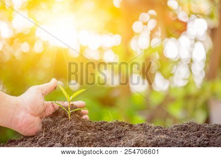 Small Plant Growing In The Garden. Fresh Start Of The Day. Save Environment And New Transformation L