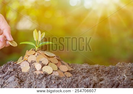 Small Plant Growing In The Garden. Fresh Start Of The Day. Save Environment And New Transformation L