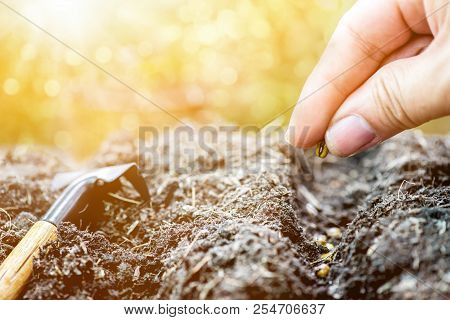 Small Plant Growing In The Garden. Fresh Start Of The Day. Save Environment And New Transformation L