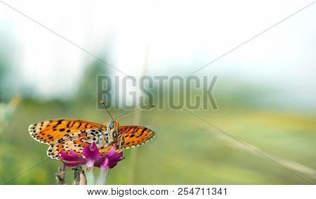 Beautiful Butterfly On A Meadow.  Brush-footed Butterflies. Copy Spaces.