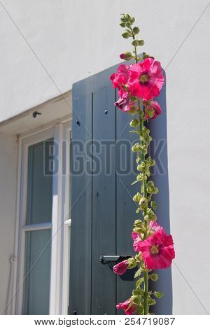 Ile de RÃ© - Hollyhocks and white house with green shutters