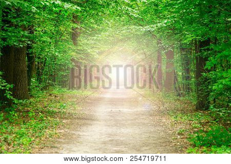 Green Forest. The Path Through The Trees