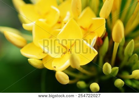 Close Up Of Yellow Spike Flower Bouquet On Nature Background