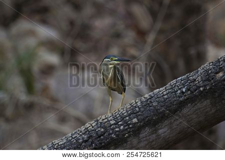Striated Heron, Butorides Striata, Ranthambhore Tiger Reserve, Rajasthan, India