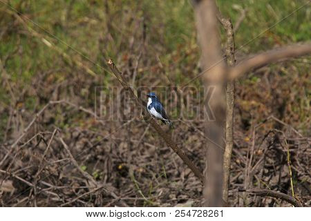 Ultramarine Flycatcher, Ficedula Superciliaris, Sattal, Uttarakhand, India