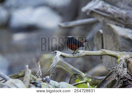 White-capped Redstart Phoenicurus Leucocephalus, Corbett Tiger Reserve, Uttarakhand, India