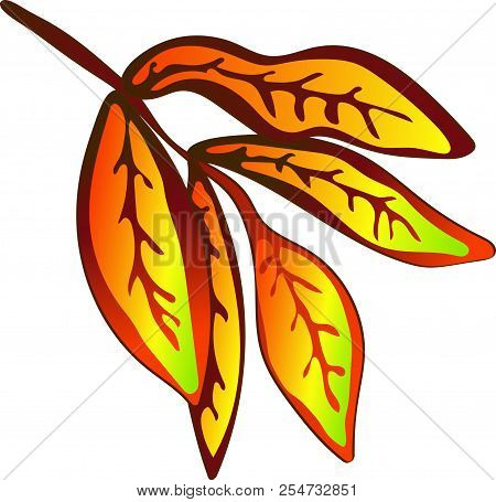 Vector Autumn Yellow Sorbus Leaves. Isolated Illustration Element.