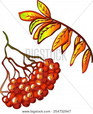 Vector Autumn Yellow Sorbus Leaves And Red Berry. Isolated Illustration Element.