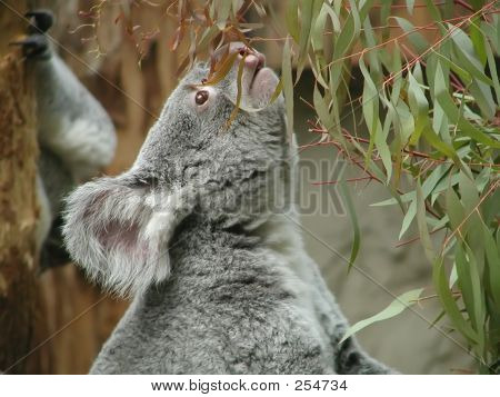 Koala - 2