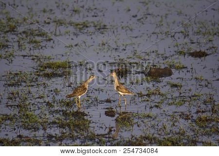 Wood Sandpiper, Tringa Glareola, Ranthambhore Tiger Reserve, Rajasthan, India