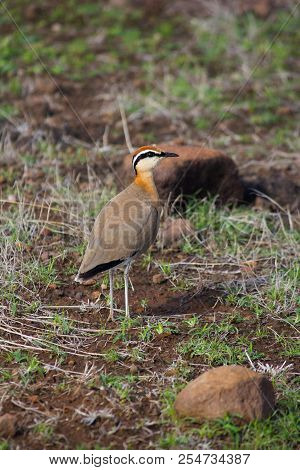 Indian Courser, Cursorius Coromandelicus, Pune, Maharashtra, India