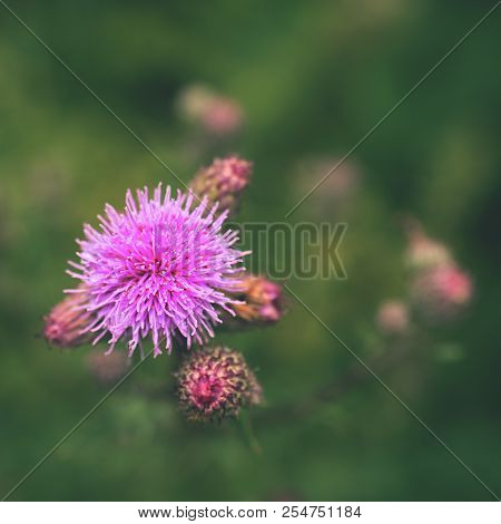 Floral Blue-violet Background. Pink Thorny Thistle Flower.  Wet Blossom Of Pink Flower On A Green Ba