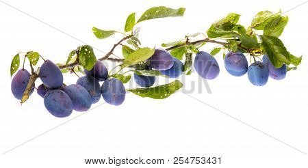 the branch with ripe plums and leaves isolated on white