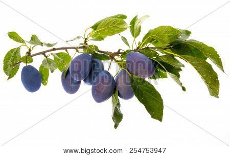 the branch with ripe plums and leaves isolated on white