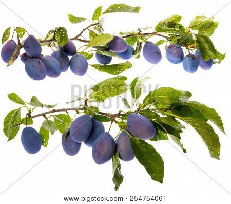 The Branch With Ripe Plums And Leaves Isolated On White
