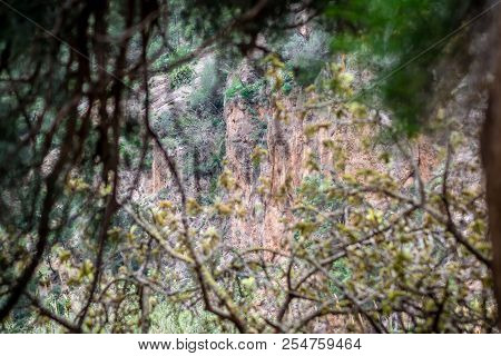 Day In The Forest