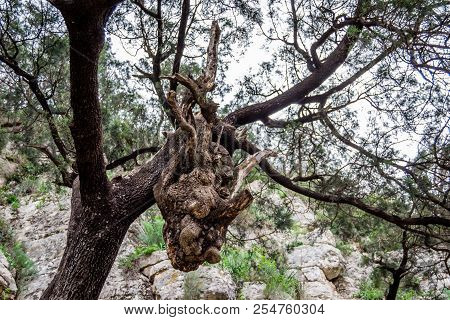 Head Of Dragon In The Forest