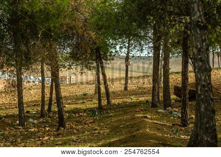 Day In The Forest