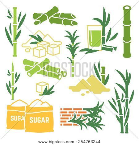 Sugar Cane, Sugarcane Plant Harvest Vector Icons Isolated On White Background. Illustration Of Cane 