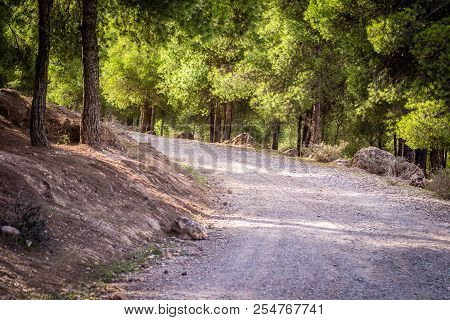 Day In The Forest