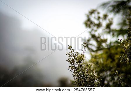 Day In The Forest