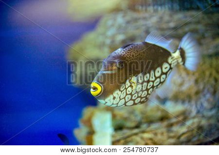Clown Triggerfish Swims In The Aquarium Close-up