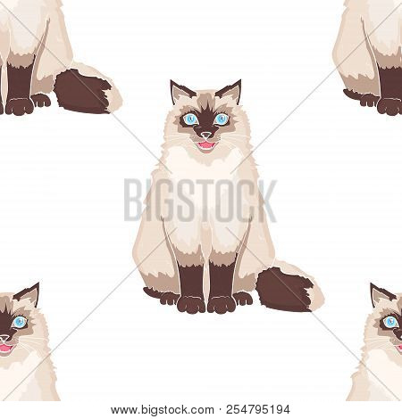 Seamless Pattern For Children Cartoon Object On White Background. Pet. Siamese Cat Or Siberian Color