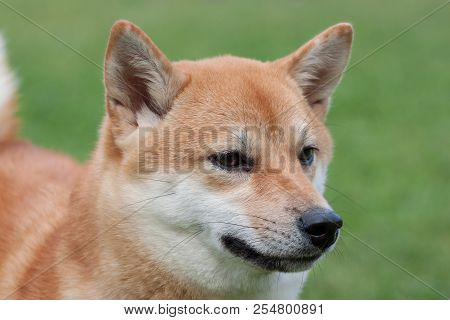 Cute Red Shiba Inu Close Up. Pet Animals.