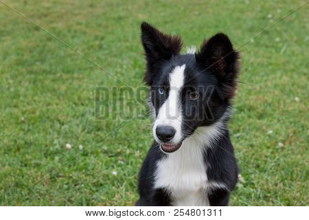 Cute Yakutian Laika Puppy Is Sitting On A Green Meadow. Pet Animals.