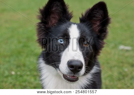 Portrait Of Cute Yakutian Laika Puppy With Different Eyes. Close Up. Pet Animals.