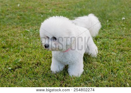 Cute Bichon Frise Is Standing In The Green Grass. Pet Animals.