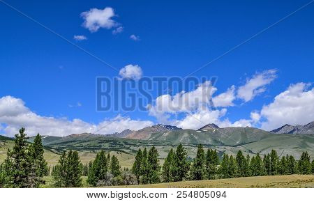 Steppe In Mountain Valley And Sparse Trees At Foreground And View Of Kuray Mountain Range On Backgro