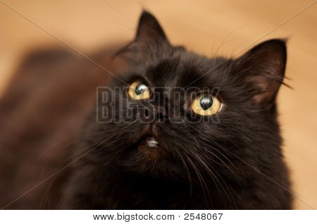 黒い猫を見上げて