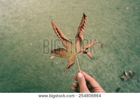 Woman Hold Nice Yellow Leaf In Hand.
