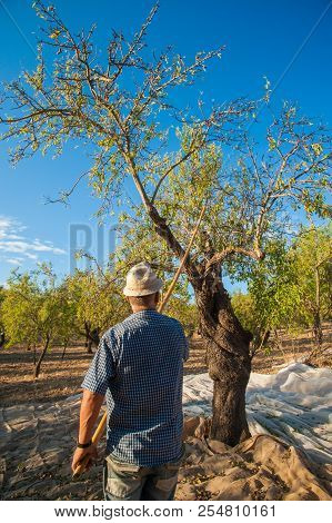 Almond Harvest Time