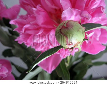 Beautiful Peonies In A Vase, Vintage Close Up Shot