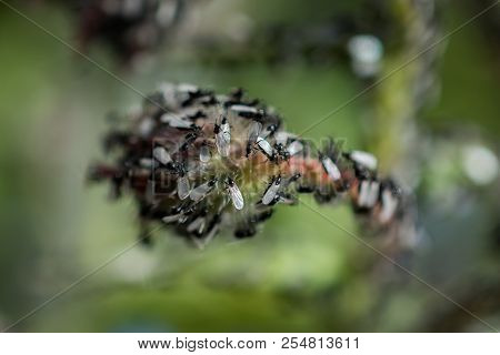 A Swarm Of Flying Ants Gather On A Floral Plant