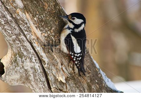 Great Spotted Woodpecker (dendrocopos Major) Examines The Tree Trunk In Search Of Food.