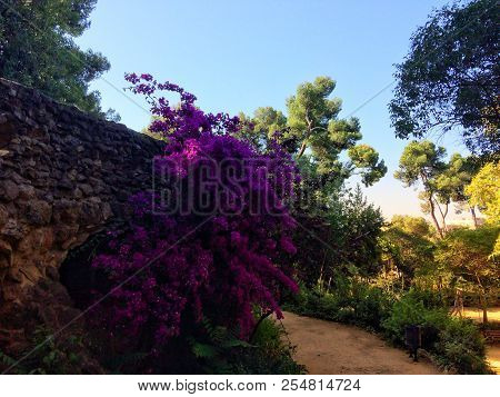 Flowering Bushes In The Garden, Flowering Plants, A Path In The Park, A Fine Summer Day, Pink Flower