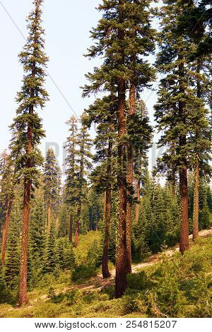 Lodgepole Pine Trees Which Are Native To Higher Altitude Terrain Taken At The Trinity Alps In Rural 