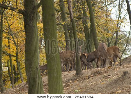 Cervus Elaphus