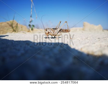 Desert Locust (schistocerca Gregaria) Sitting On Grey Rock Surface In Sunny Day. Abstract Insect Nat