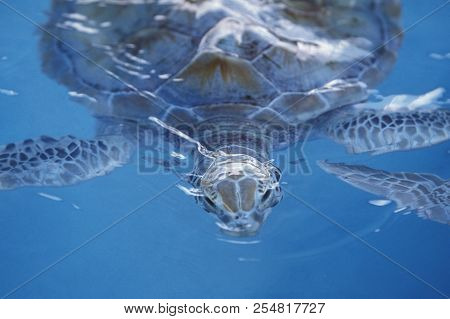 Mexico Yucatan Cancun Waterturtle