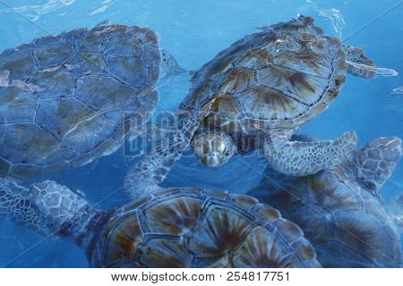 Mexico Yucatan Cancun Waterturtle