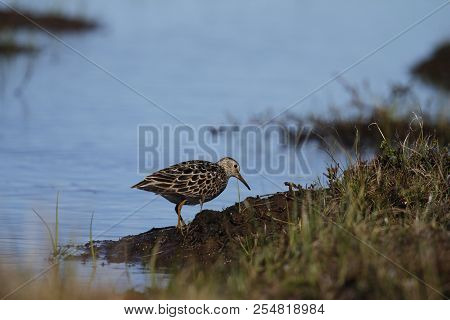 Pectoral Sandpiper (Calidris melanotos), a medium sized sandpiper and shorebird searching for food among grass along the arctic shoreline